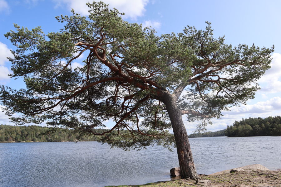 Unser ‚See ums Eck‘ Stora Delsjön
